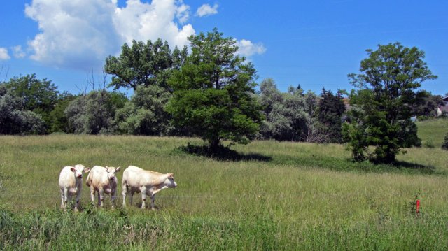 05-30-Morestel-10-0028-Belley