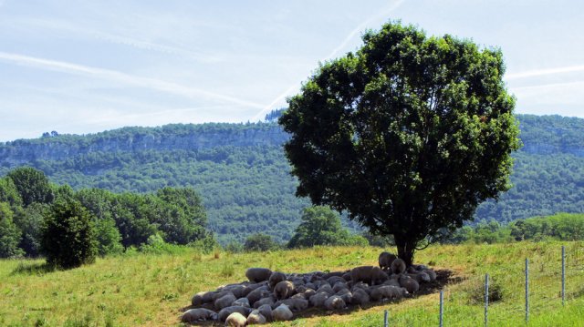05-30-Morestel-10-0030-Belley