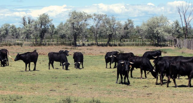 06-12-AiguesMortes-23-0084-StGilles-Route-Iscles-Stiere