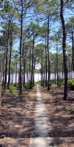 07-02-Soulac-43-0012-Carcans