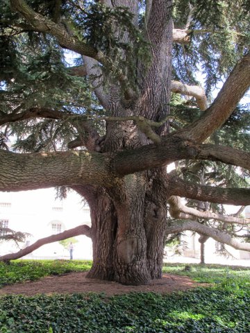 07-22-Tours-63-0039-Tours-Zeder-von1804-Hoehe31-Spannweite33-Stamm750cm